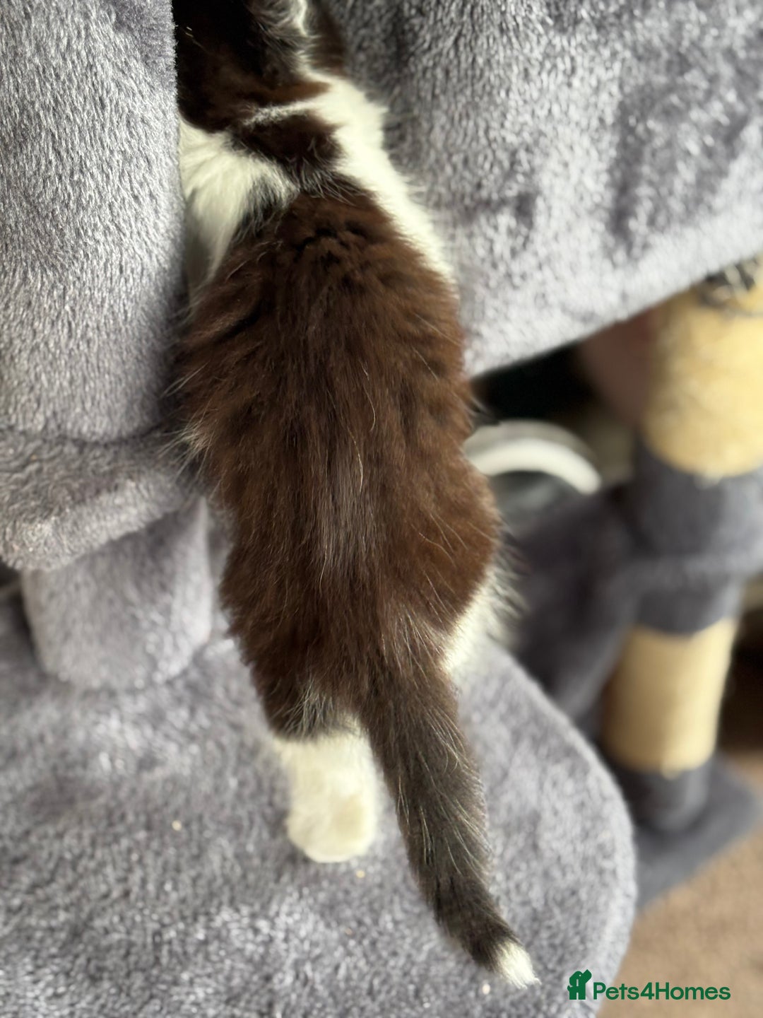 Mixed Breed cats for sale: Bengal ** avannah cross kittens - Advert 7