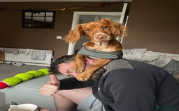 Cocker Spaniel dogs for sale: Golden cocker spaniel  - Advert 5