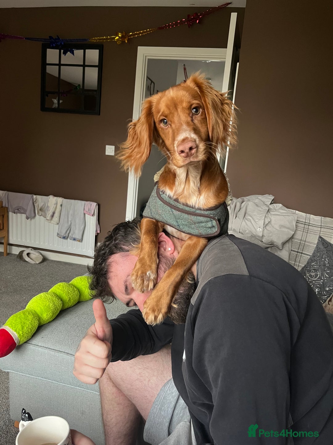 Cocker Spaniel dogs for sale: Golden cocker spaniel  - Advert 5