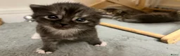 Mixed Breed cats for sale: STUNNING GREY AND WHITE TABBY BABIES FOR SALE✨ - Advert 9