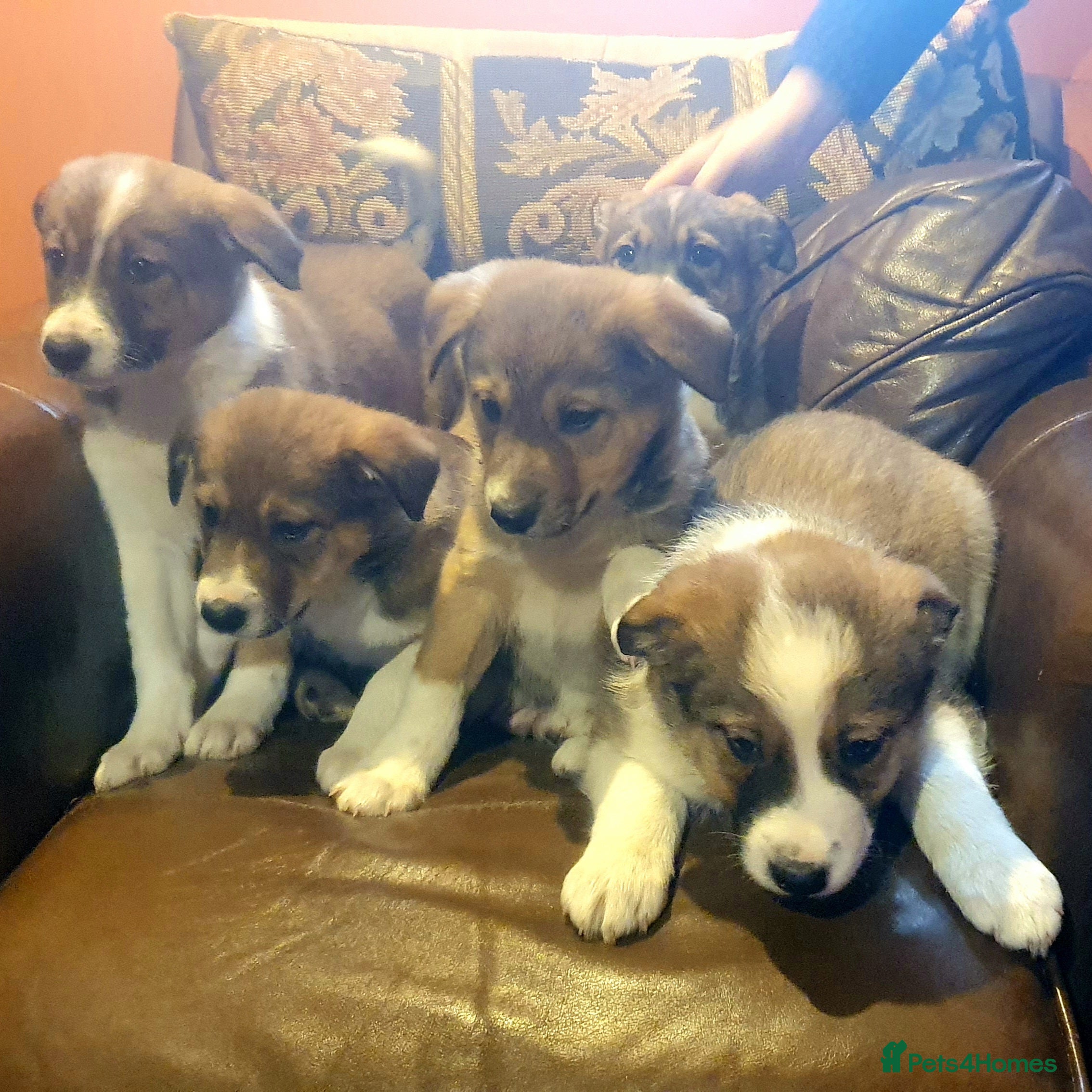 Border Collie dogs Gorgeous Border Collie Puppies! - Advert 2