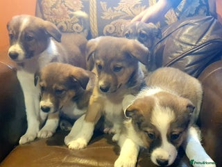 Border Collie dogs Gorgeous Border Collie Puppies! - Advert 1