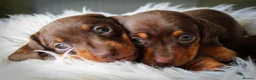 Miniature Dachshund dogs for sale: Outstanding Miniature Dachshund Pups - Advert 5
