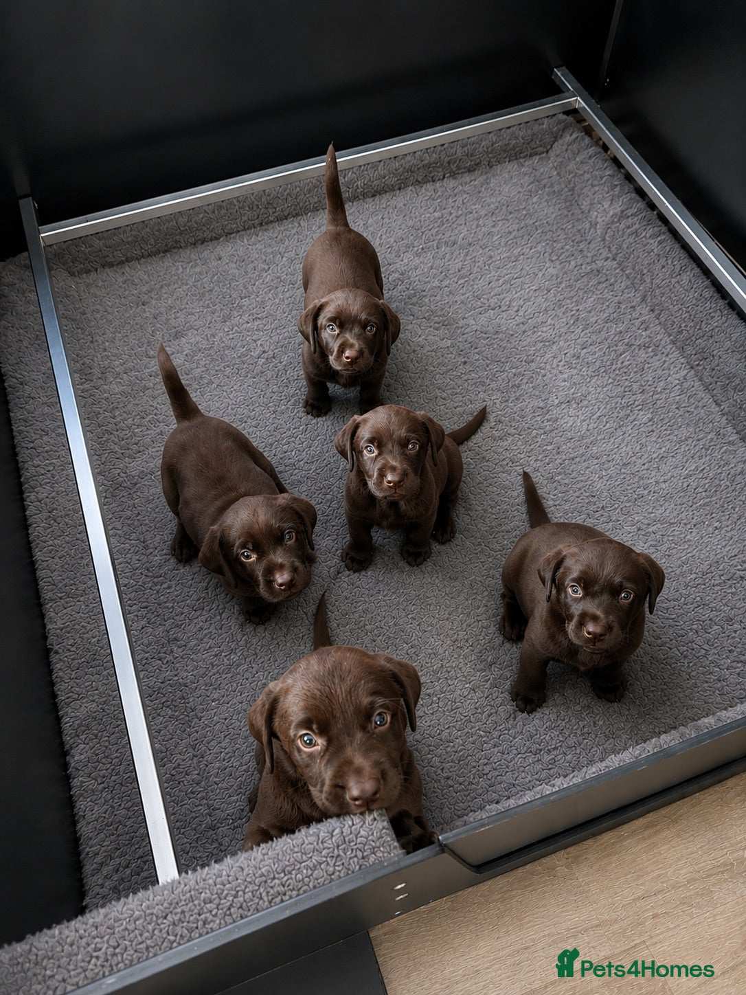 Labrador Retriever dogs 5 ⭐️ KC, VET checked, CHOCOLATE LABRADORS - Advert 1