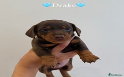 Dachshund dogs for sale: dachshund puppy’s for sale - Image 18