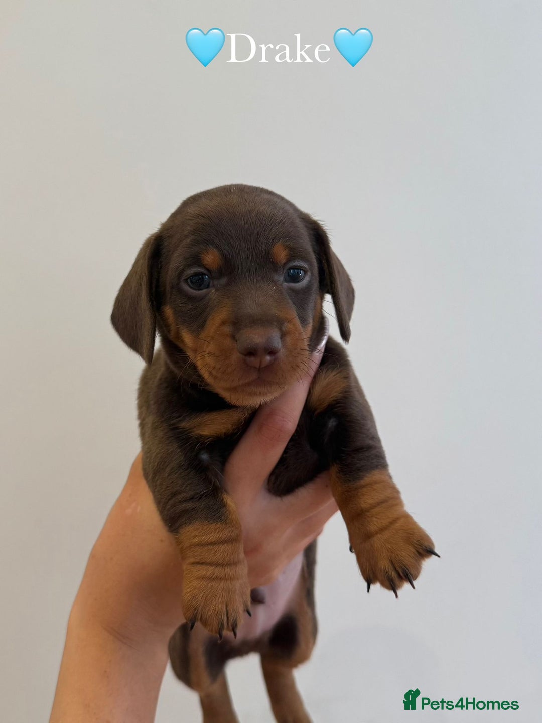 Dachshund dogs for sale: dachshund puppy’s for sale - Image 18
