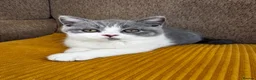 British Shorthair cats for sale: TICA Registered BritishShorthairKittens  Ready now - Advert 22