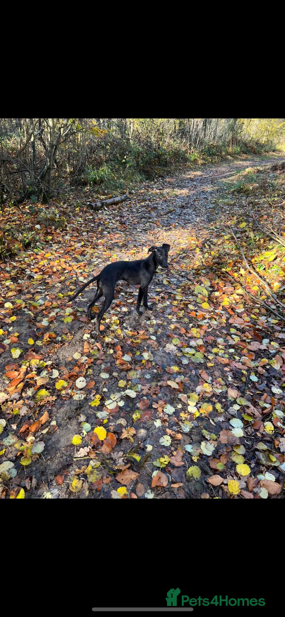 Mixed Breed dogs for sale: Darling looking for a new home  in Stoke-on-Trent - Advert 5