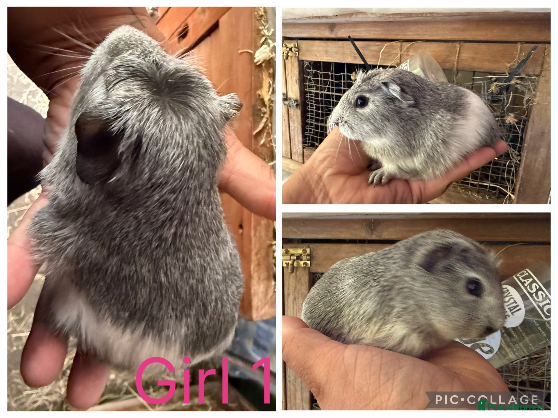 Guinea Pig rodents Baby guinea pigs  - Advert 1
