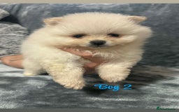Pomeranian dogs for sale: Teddy bear optic white Pomeranians puppies - Advert 7