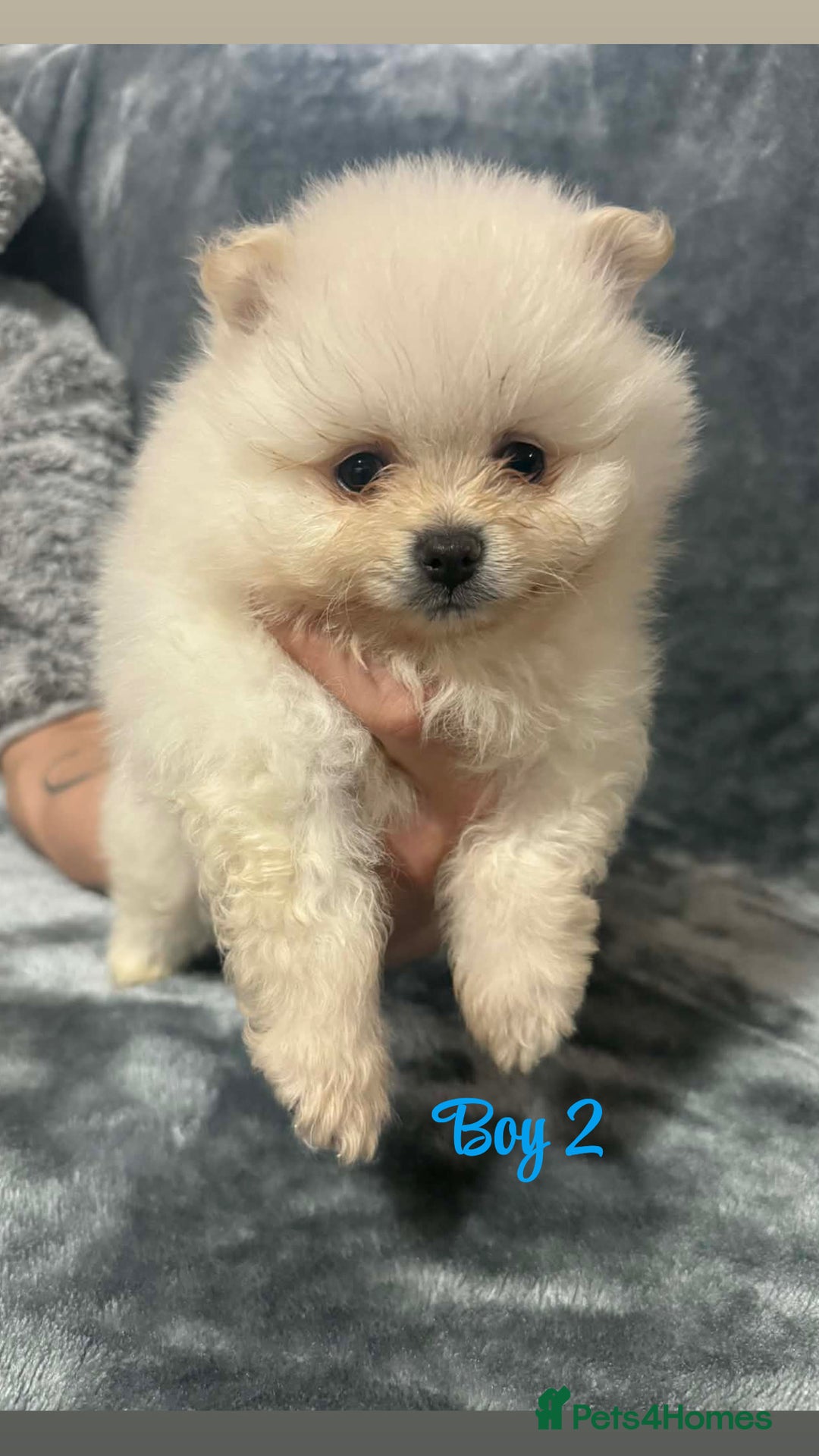 Pomeranian dogs for sale: Teddy bear optic white Pomeranians puppies - Advert 7