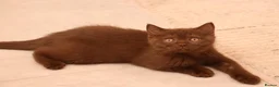 British Shorthair cats for sale: Ready Stunning Chocolate Champion bloodline BSH - Advert 35