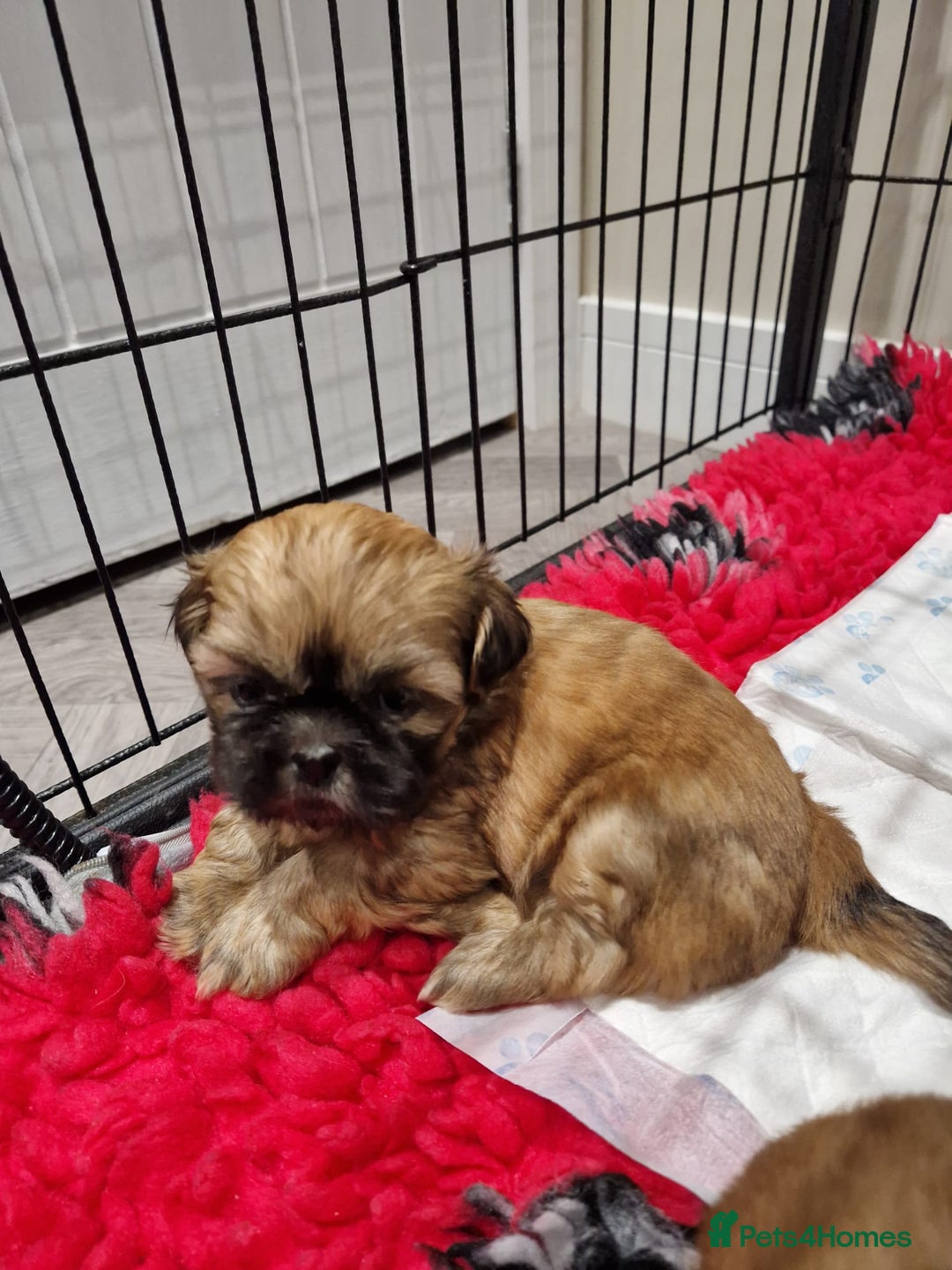 Shih Tzu dogs for sale: Shih Tzu Puppies - Advert 7