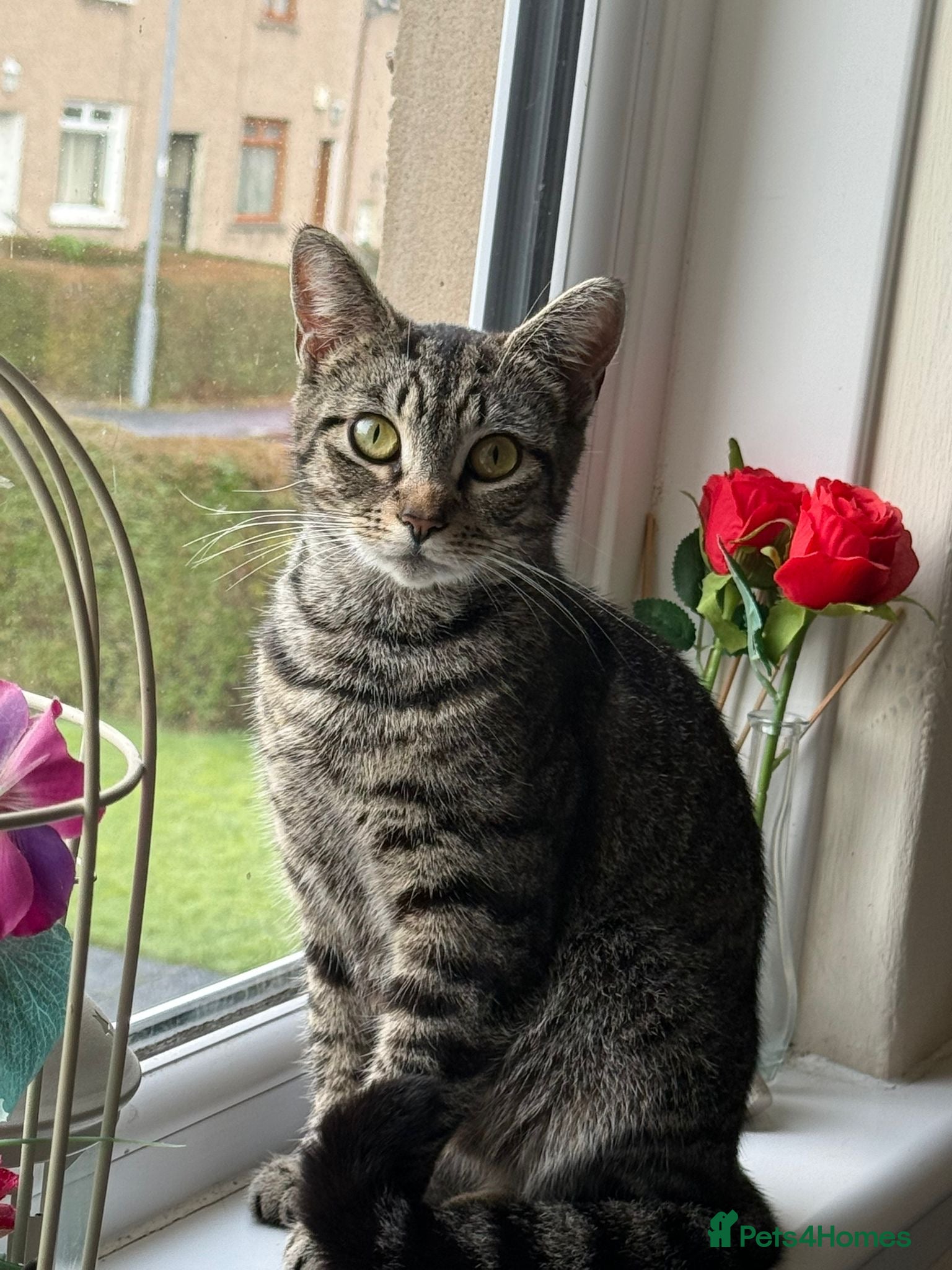 Mixed Breed cats Fifi - lovely tabby cat - Advert 1
