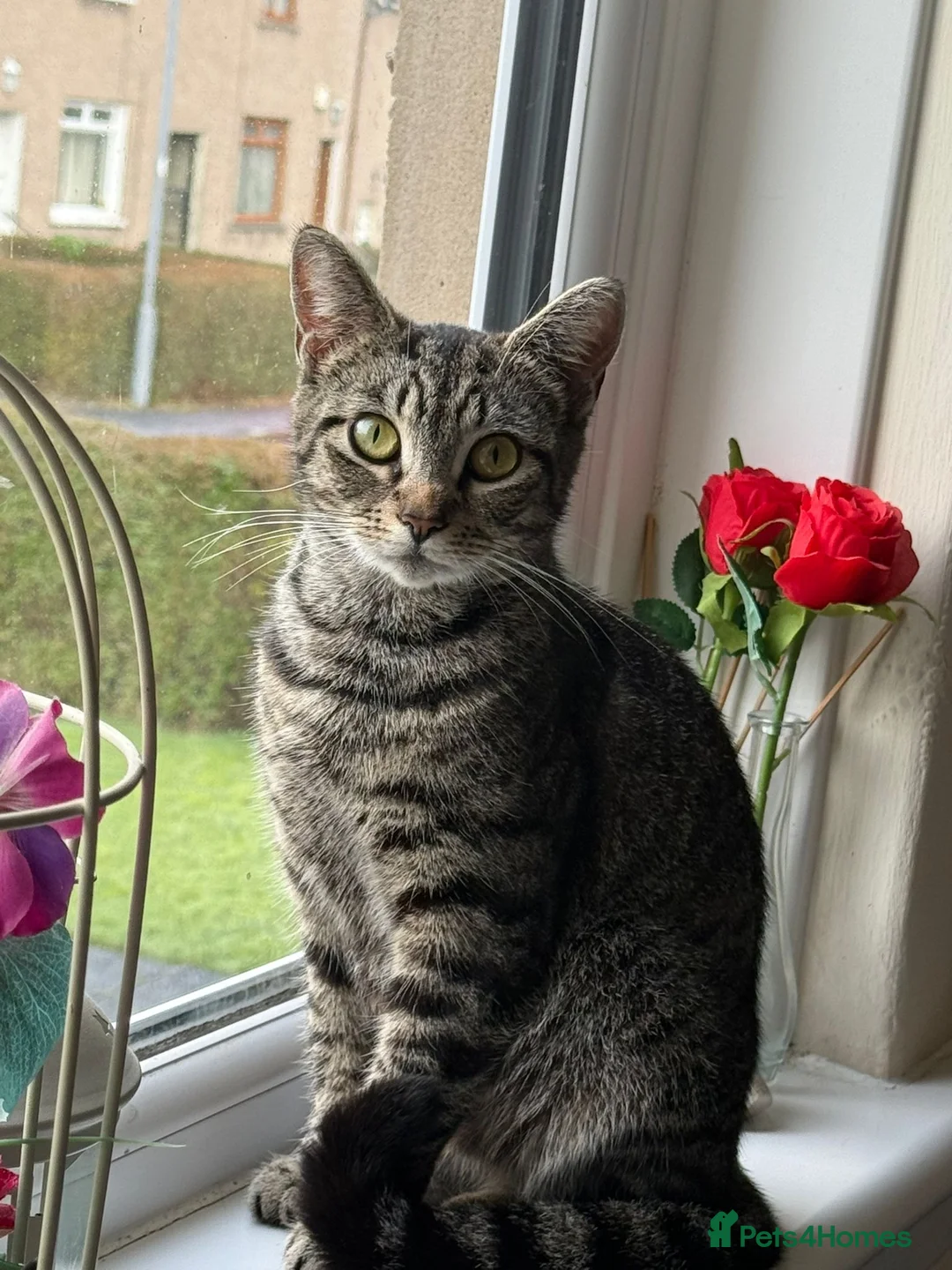 Mixed Breed cats for sale: Fifi - lovely tabby cat - Advert 1