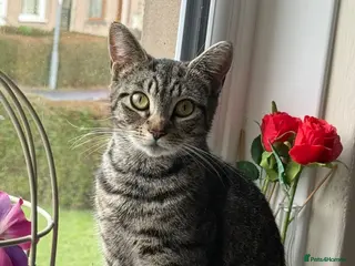 Mixed Breed cats Fifi - lovely tabby cat - Advert 1