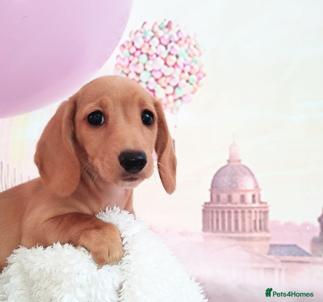Miniature Dachshund dogs for sale: MINI CREAM DACHSHUND💥READY TO GO💥PRA CLEAR - Image 27