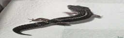 Leopard Gecko reptiles for sale: Black night leopard geckos  - Advert 5