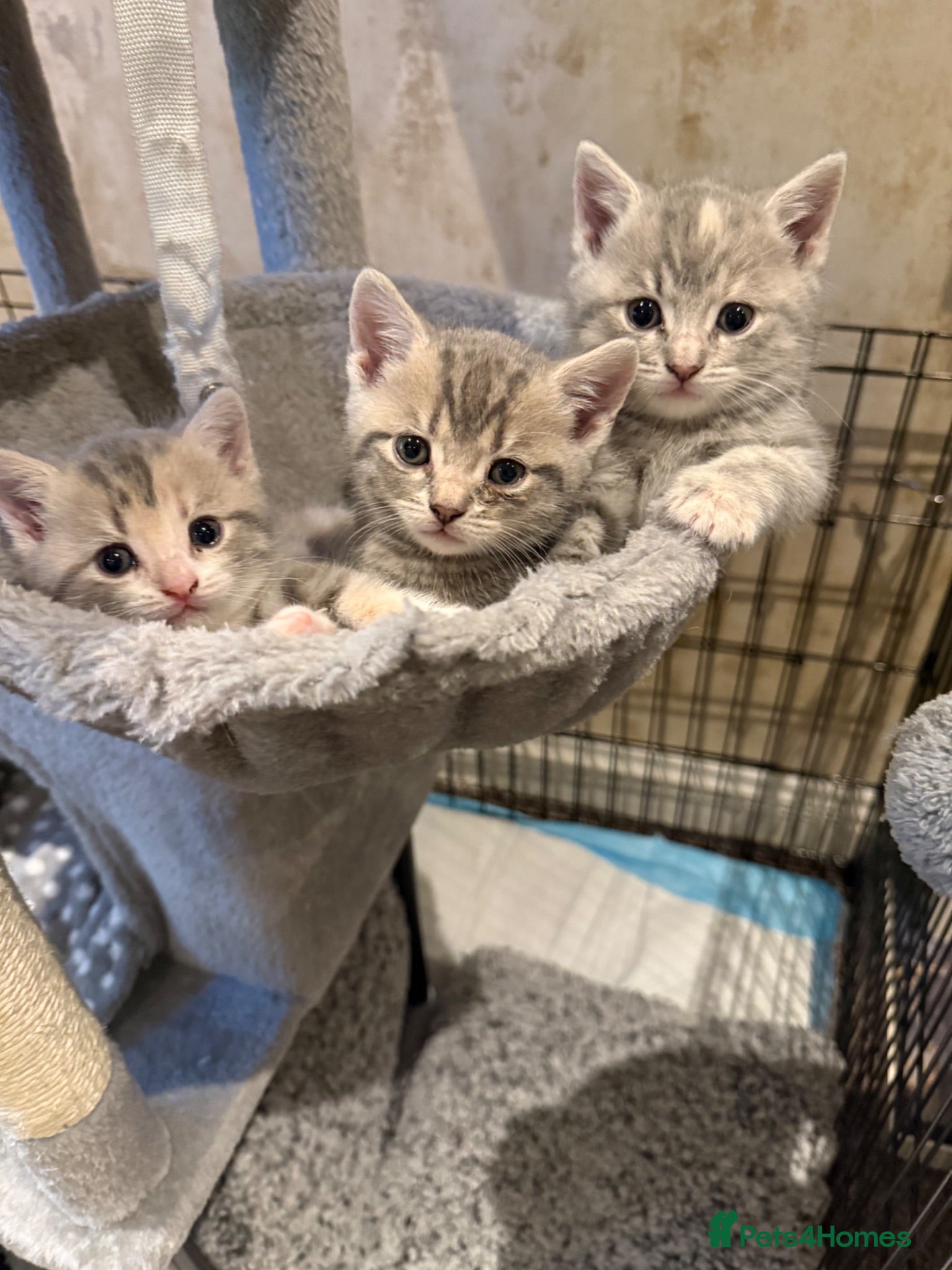 British Shorthair cats Ready to leave - 2 boys 1 girls available  - Advert 16