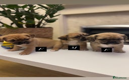 Mixed Breed dogs for sale: Beautiful French Bulldog x Shih Tzu Pups  - Image 1