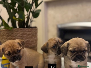 Mixed Breed dogs - Advert 20