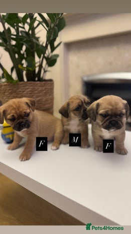 Mixed Breed dogs - Advert 2