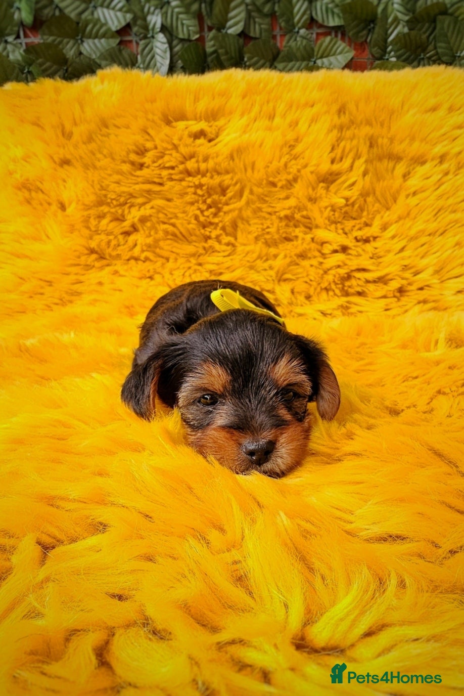 Yorkshire Terrier dogs Pure Bread Perfect looking Yorkshire Terrier Pups - Advert 2