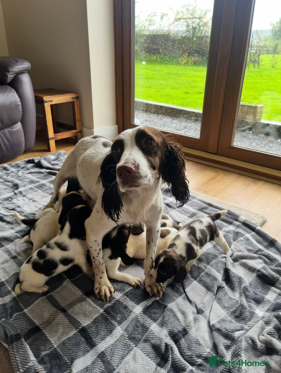 English Springer Spaniel dogs for sale: Beautiful Springer spaniel puppies  - Image 13