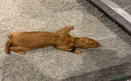 Goldendoodle dogs for sale: Golden doodles f1b - Advert 14