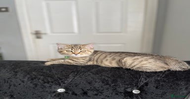Scottish Fold cats - Advert 2