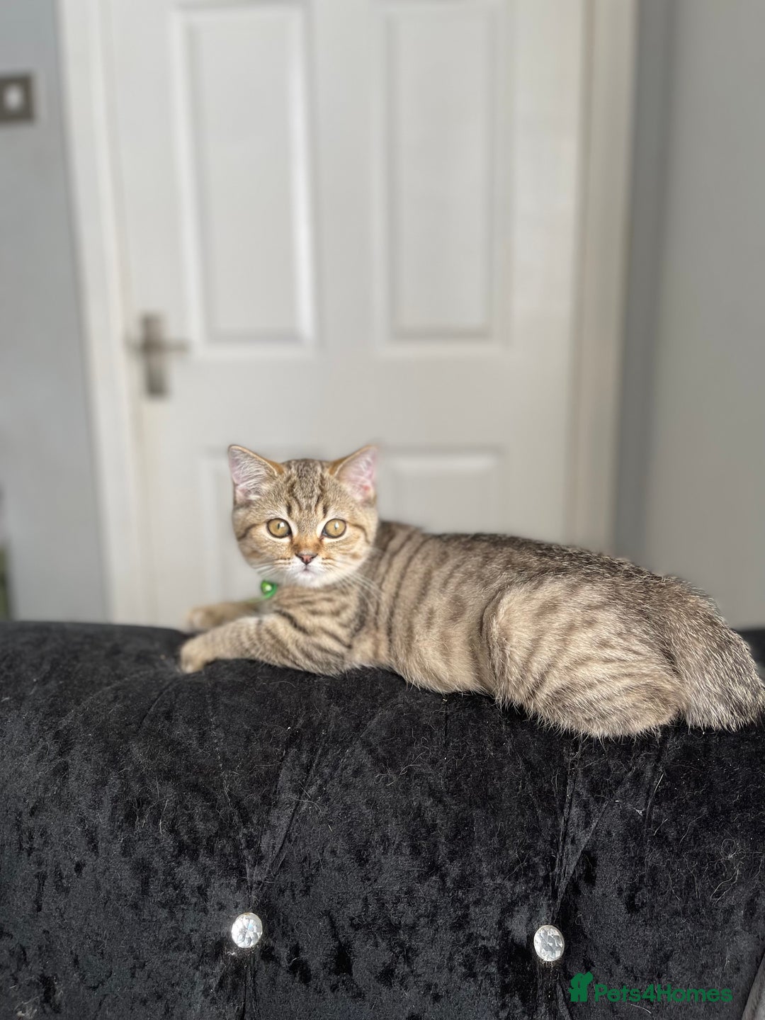 Scottish Fold cats for sale: Scotish Fold for Sale! Summer Holiday baby's! - Image 3