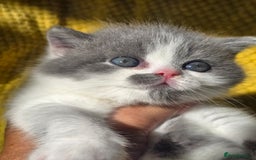 British Shorthair cats for sale: ONE GIRL LEFT GCCF reg BSH kittens - Image 12