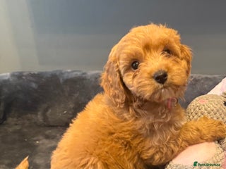 Cockapoo dogs F1 cockapoo puppies - Advert 18