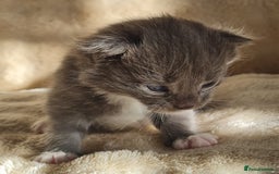 Maine Coon cats for sale: MAINE COONE KITTENS POLYDACTYL&NON POLYDACTYL   - Advert 26