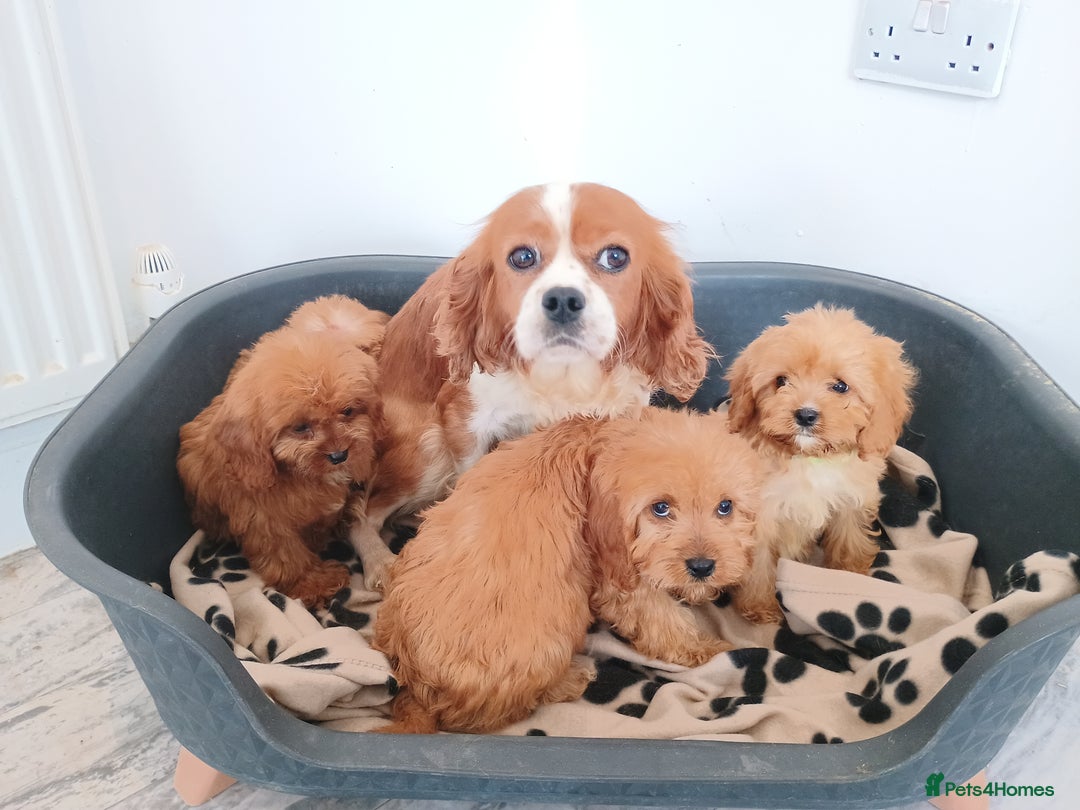Cavapoo dogs for sale: Cavapoos  - Image 7