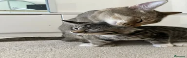 Abyssinian & Bengal Kitten 6 - Biscuit