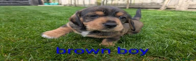 Dachshund 3
