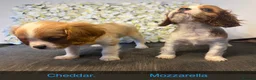 Cavalier King Charles Spaniel dogs for sale: Last one - Ready to go - Beautiful KC Registered  - Advert 2
