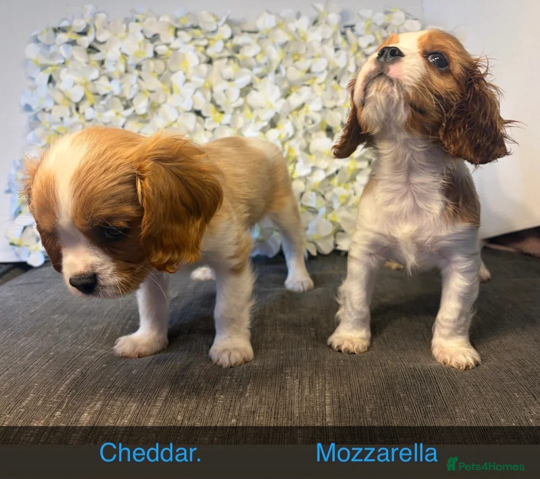 Cavalier King Charles Spaniel dogs for sale: Last one - Ready to go - Beautiful KC Registered  - Advert 2