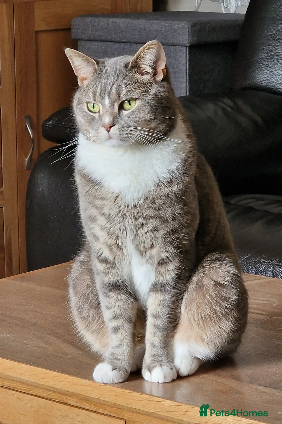 British Shorthair cats for sale: Handsome male British shorthair in Rossendale - Advert 1