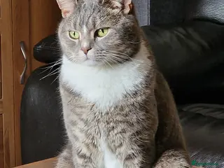 British Shorthair cats Handsome male British shorthair in Rossendale - Advert 1