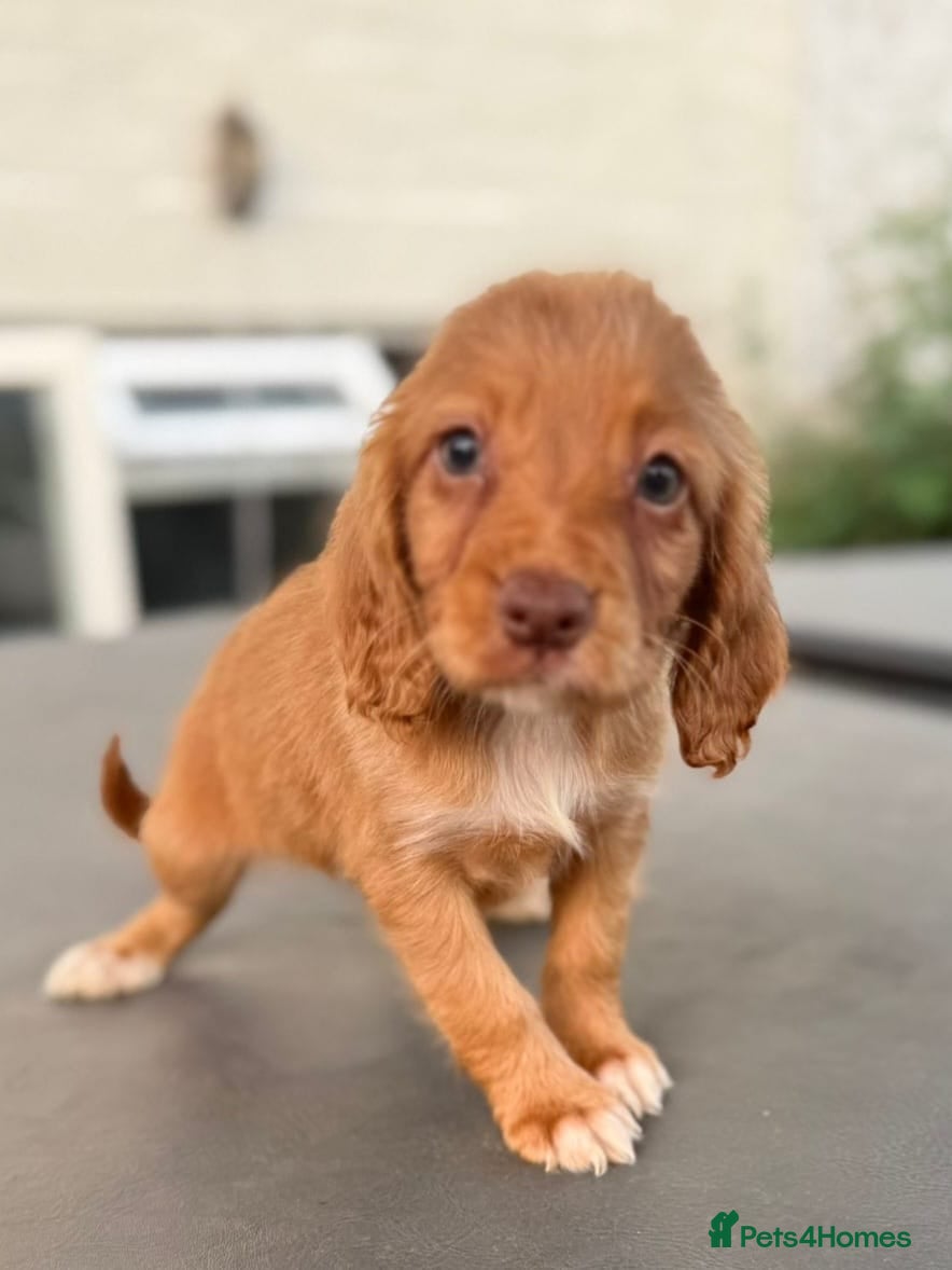 Cocker Spaniel dogs Cocker spaniel pups - Advert 1