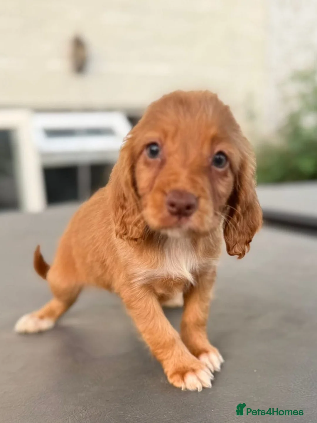 Cocker Spaniel dogs for sale: Cocker spaniel pups - Advert 1