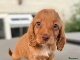 Cocker Spaniel dogs Cocker spaniel pups fully vaccinated males only - Advert 6