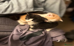 Mixed Breed cats for sale: Adorable kittens looking for their forever home  - Image 13