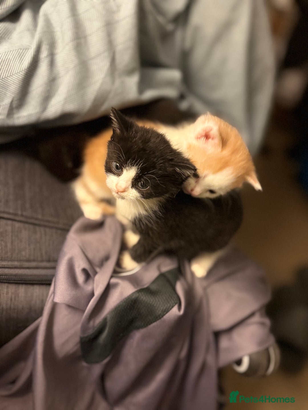 Mixed Breed cats for sale: Adorable kittens looking for their forever home  - Image 13