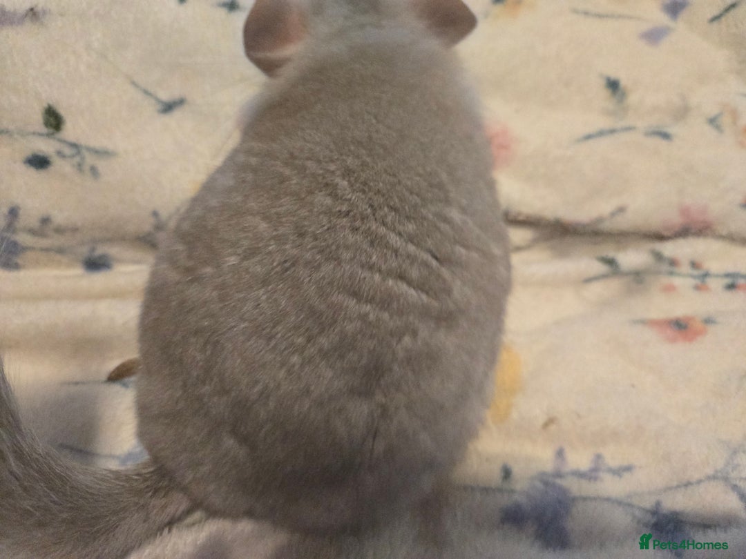 Chinchilla rodents for sale: Gorgeous Tan Royal Persian Angora Poss VC/BDC - Advert 17