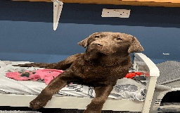 Labrador Retriever dogs for sale: 🐶Beautiful Chocolate Lab Loving Energetic Girl🐶 - Advert 5