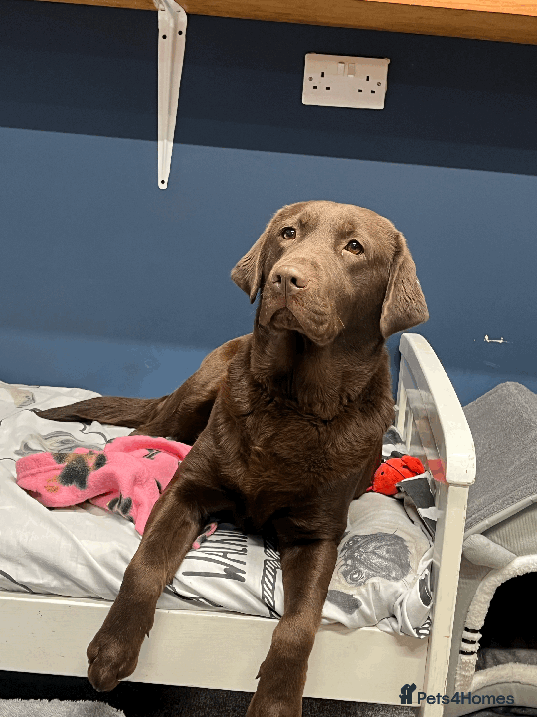 Labrador Retriever dogs for sale: 🐶Beautiful Chocolate Lab Loving Energetic Girl🐶 - Advert 5