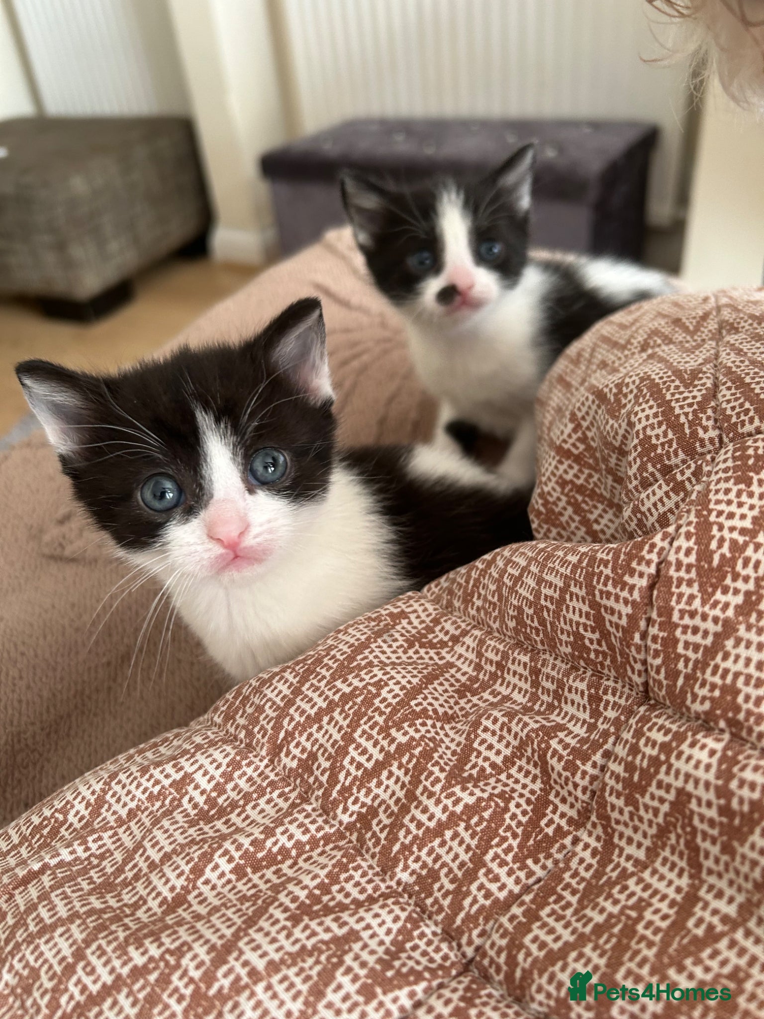 Mixed Breed cats for sale: Two cats❤️ in Wembley - Advert 10